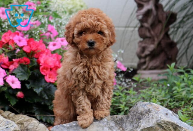 Gracie Cavapoo2 image
