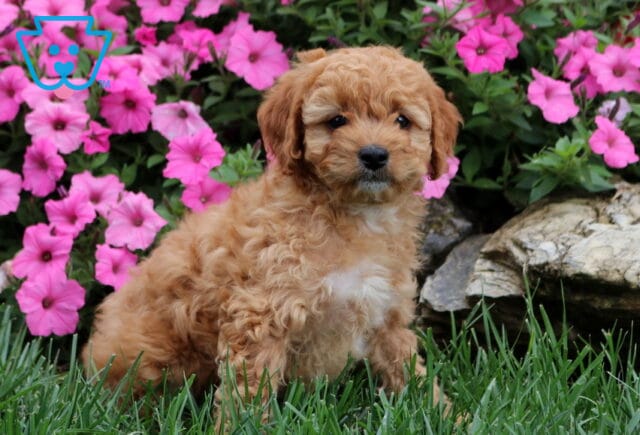 Graham Cavapoo image