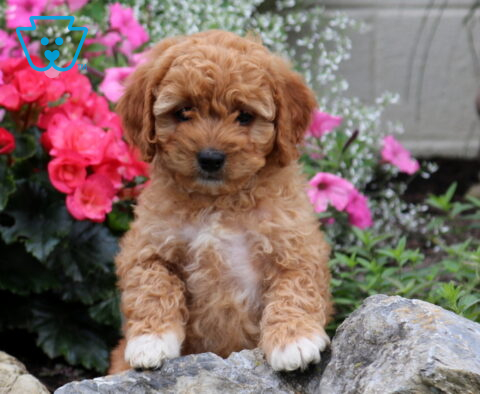 Graham Cavapoo2