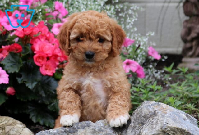 Graham Cavapoo2 image