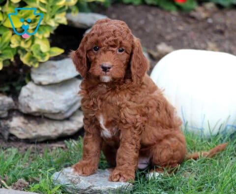 Graham Mini Goldendoodle