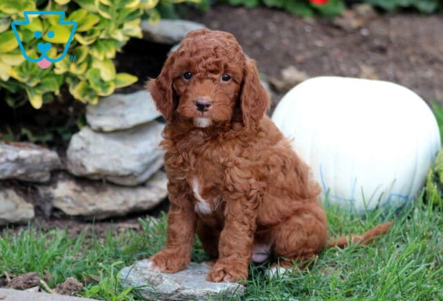 Graham Mini Goldendoodle image
