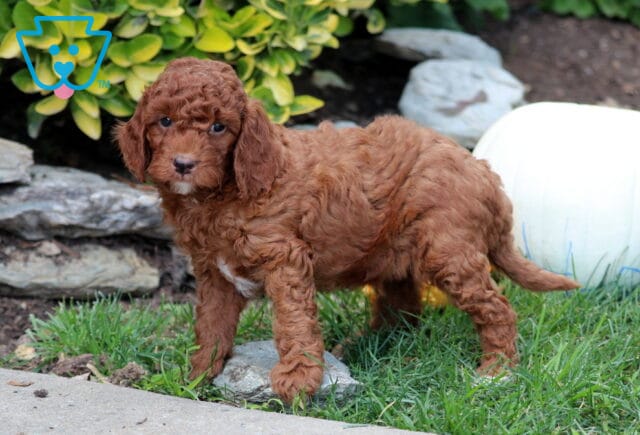 Graham Mini Goldendoodle2 image