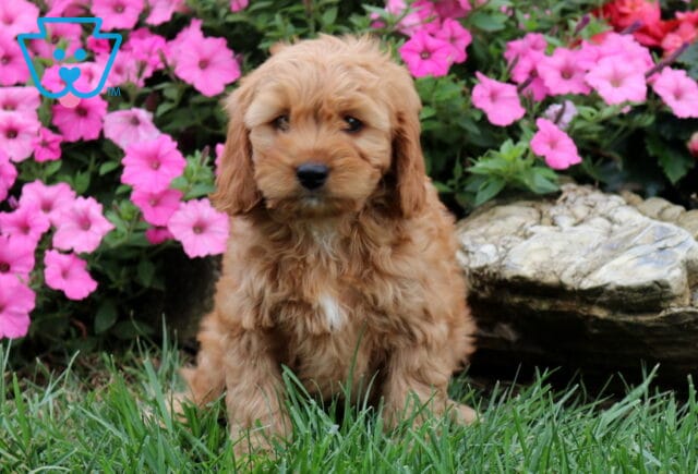 Grayson Cavapoo image