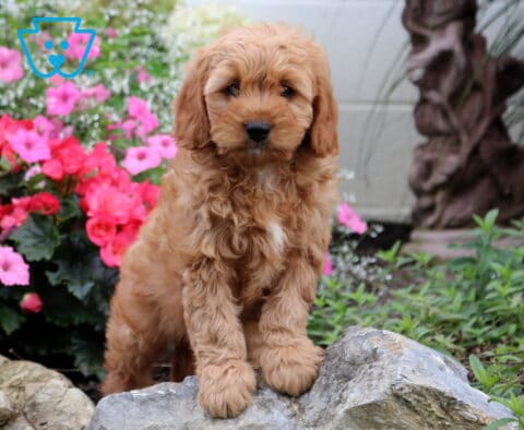 Grayson Cavapoo2