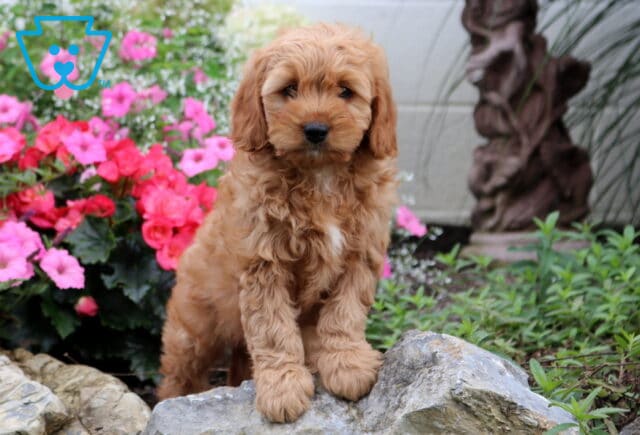 Grayson Cavapoo2 image
