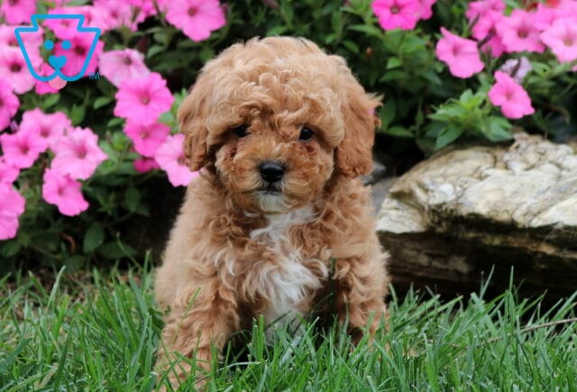 Grover Cavapoo image