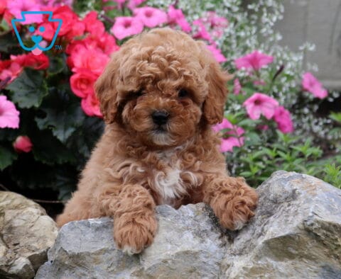 Grover Cavapoo2