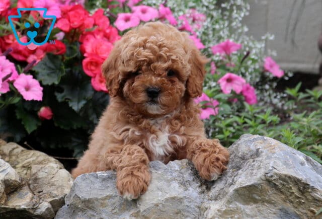 Grover Cavapoo2 image