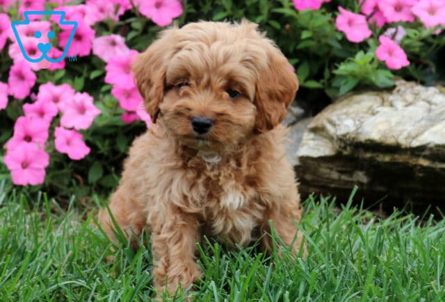 Gus Cavapoo image