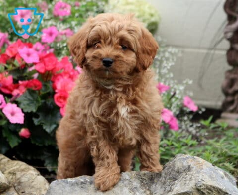 Gus Cavapoo2
