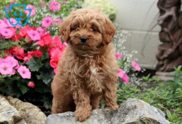 Gus Cavapoo2 image