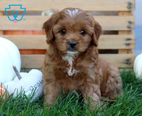Jace Cavapoo