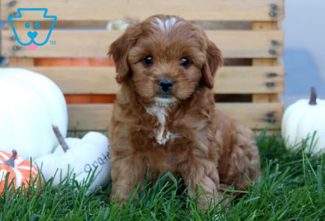 Apricot Cavapoo puppy with a soft wavy coat and white chest markings sitting in the grass among decorative pumpkins and a wooden crate. image