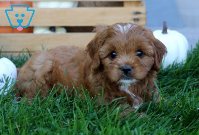 Apricot Cavapoo puppy with a white forehead stripe and chin resting in the green grass beside white fall pumpkins and a rustic wooden crate. image