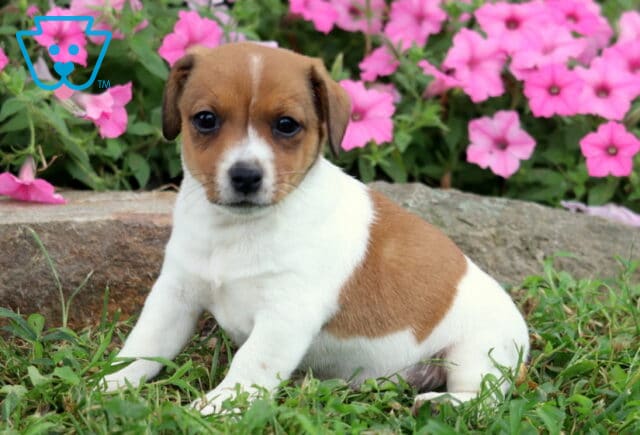 Brown and white Jack Russell puppy with a smooth coat and distinctive brown saddle marking sitting in the grass near bright pink flowers. image