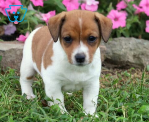 Jace Jack Russell2