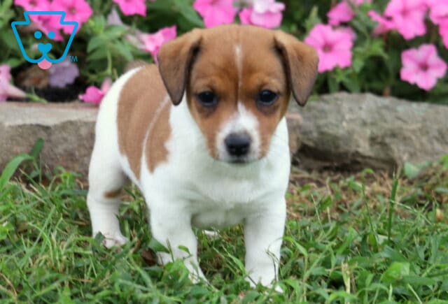 Brown and white Jack Russell puppy walking through green grass with colorful pink flowers blooming in the background. image