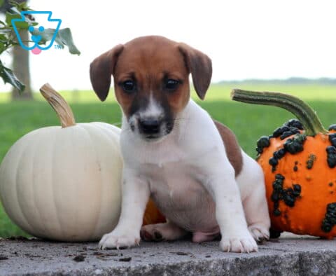 Jack Jack Russell