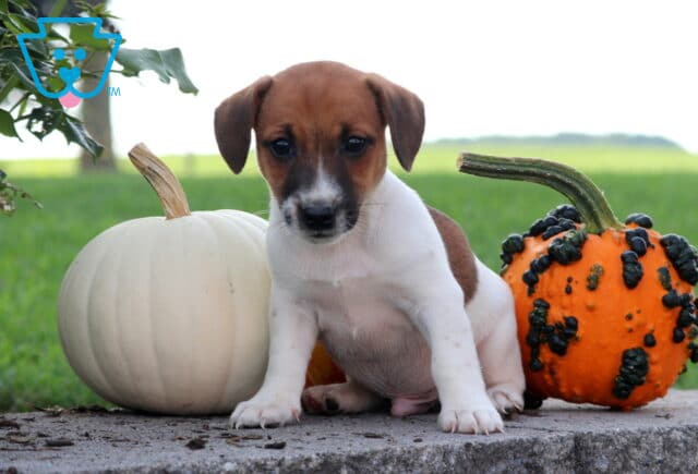 Brown and white Jack Russell puppy with dark muzzle markings sitting between a white pumpkin and a textured orange gourd in a fall outdoor setting. image