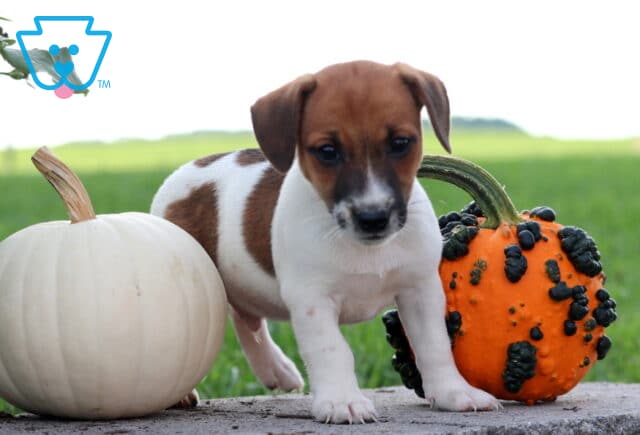 Brown and white Jack Russell puppy stepping forward between a white pumpkin and textured orange gourd in an outdoor autumn setting. image