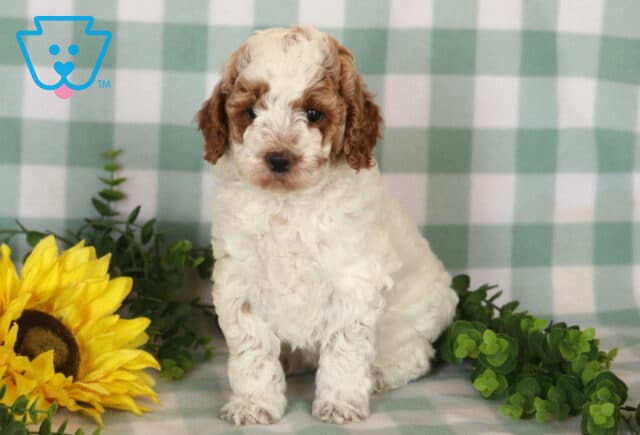 Jada Mini Poodle image
