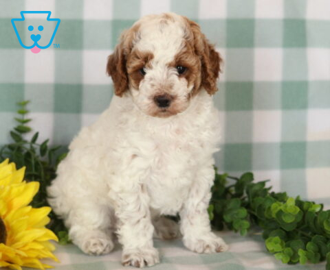 Jada Mini Poodle2