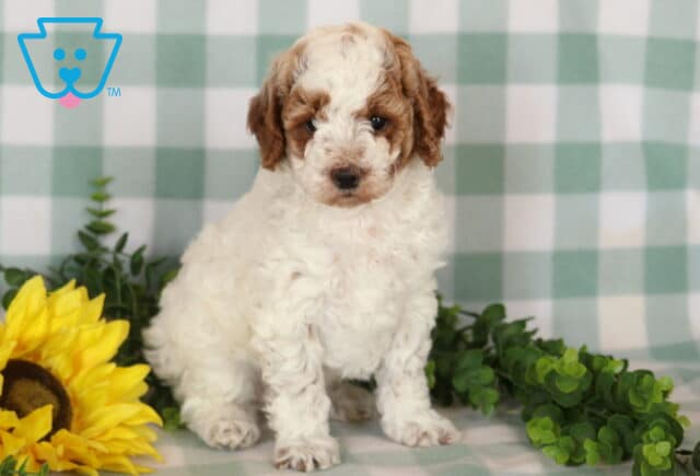 Jada Mini Poodle2 image