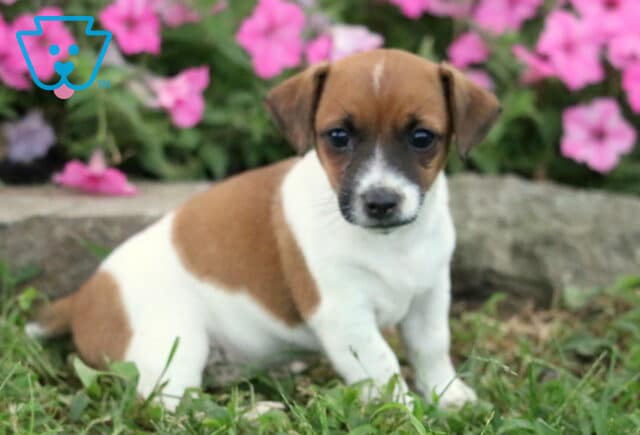 Jamie Jack Russell image