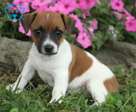 Jamie Jack Russell2