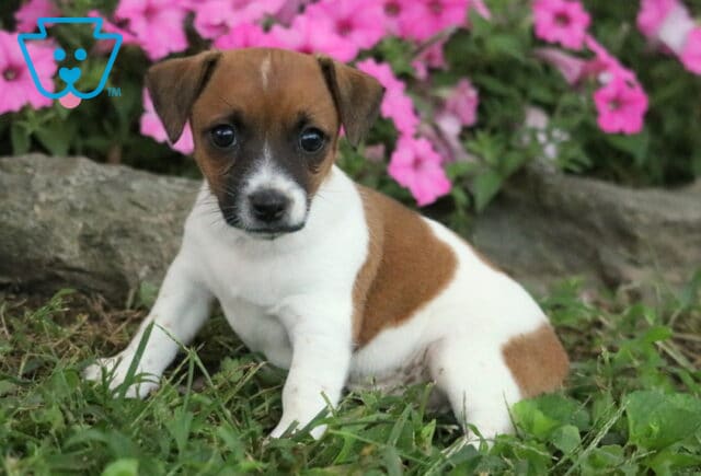 Jamie Jack Russell2 image