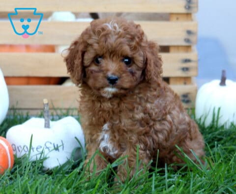 Jasper Cavapoo