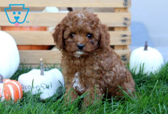 Jasper Cavapoo image