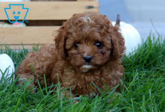 Jasper Cavapoo2 image