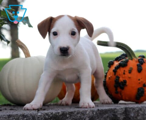Jasper Jack Russell