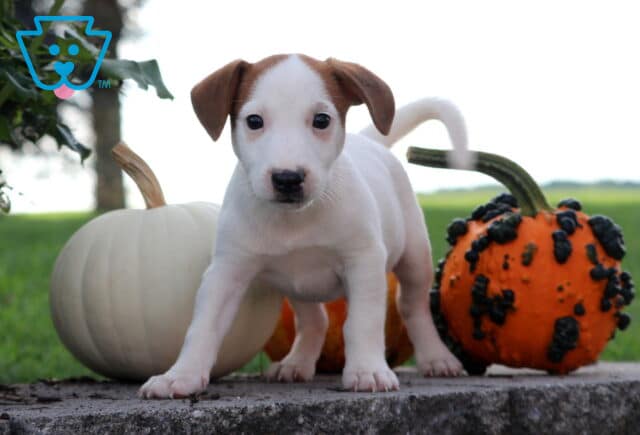 Jasper Jack Russell image