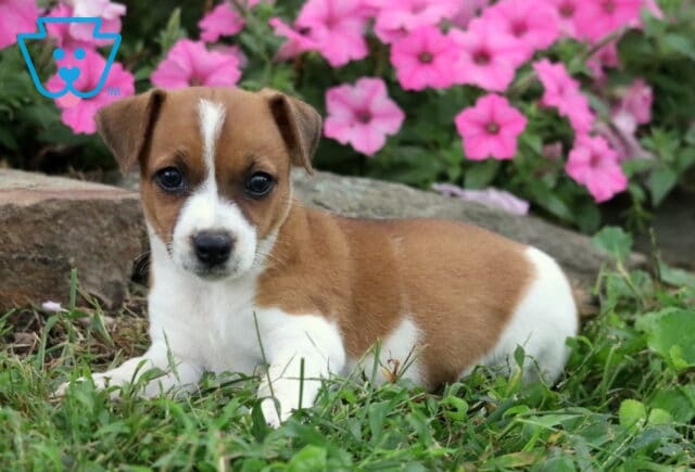 Jasper Jack Russell image