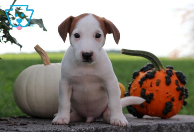 Jasper Jack Russell2 image