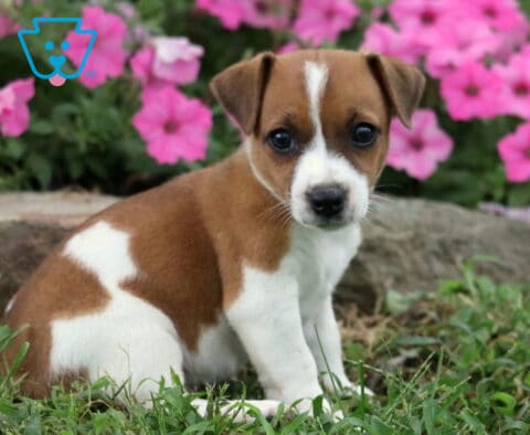 Jasper Jack Russell2