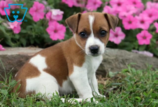 Jasper Jack Russell2 image