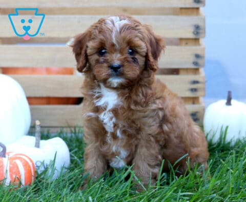 Jax Cavapoo
