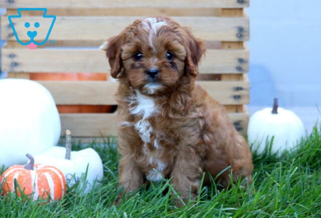 Jax Cavapoo image