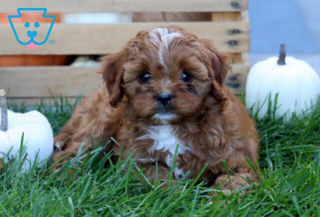 Jax Cavapoo2 image
