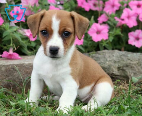 Jax Jack Russell