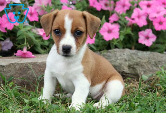 Smooth-coated Jack Russell puppy with a crisp white blaze and warm brown markings sitting in the grass beside a stone flower bed filled with pink blooms. image