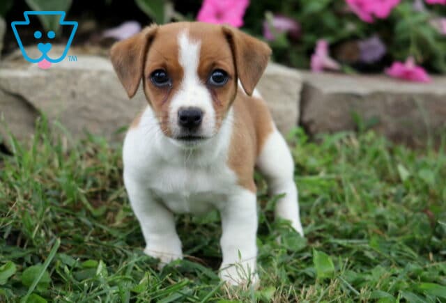 Brown and white Jack Russell puppy standing in green grass and looking toward the camera with a garden of pink flowers behind it. image