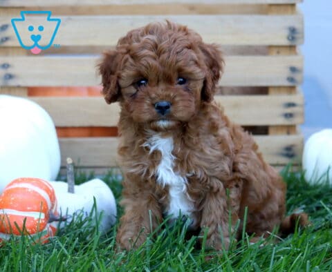 Jazzy Cavapoo