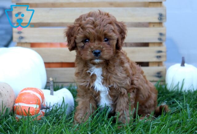 Red Cavapoo puppy with a curly coat and bright white chest patch sitting in the grass beside colorful fall pumpkins and a wooden crate. image