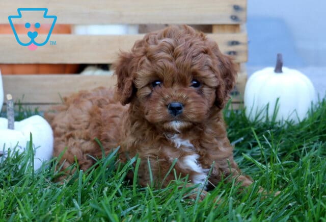 Curly red Cavapoo puppy with white markings on its chin and chest relaxing in the grass beside white pumpkins and a rustic wooden crate. image