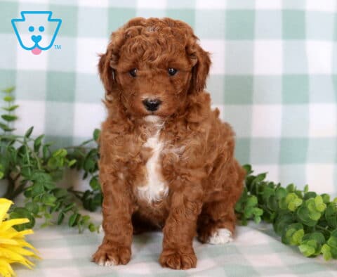 Joey Mini Poodle
